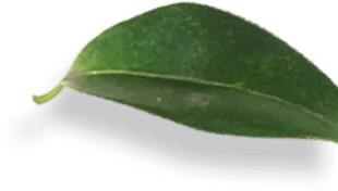 Buy Ayurvedic medicine online, Buy Ayurvedic medicine online